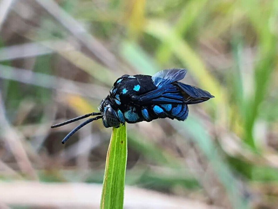 A Blue Banded Bee on grass.