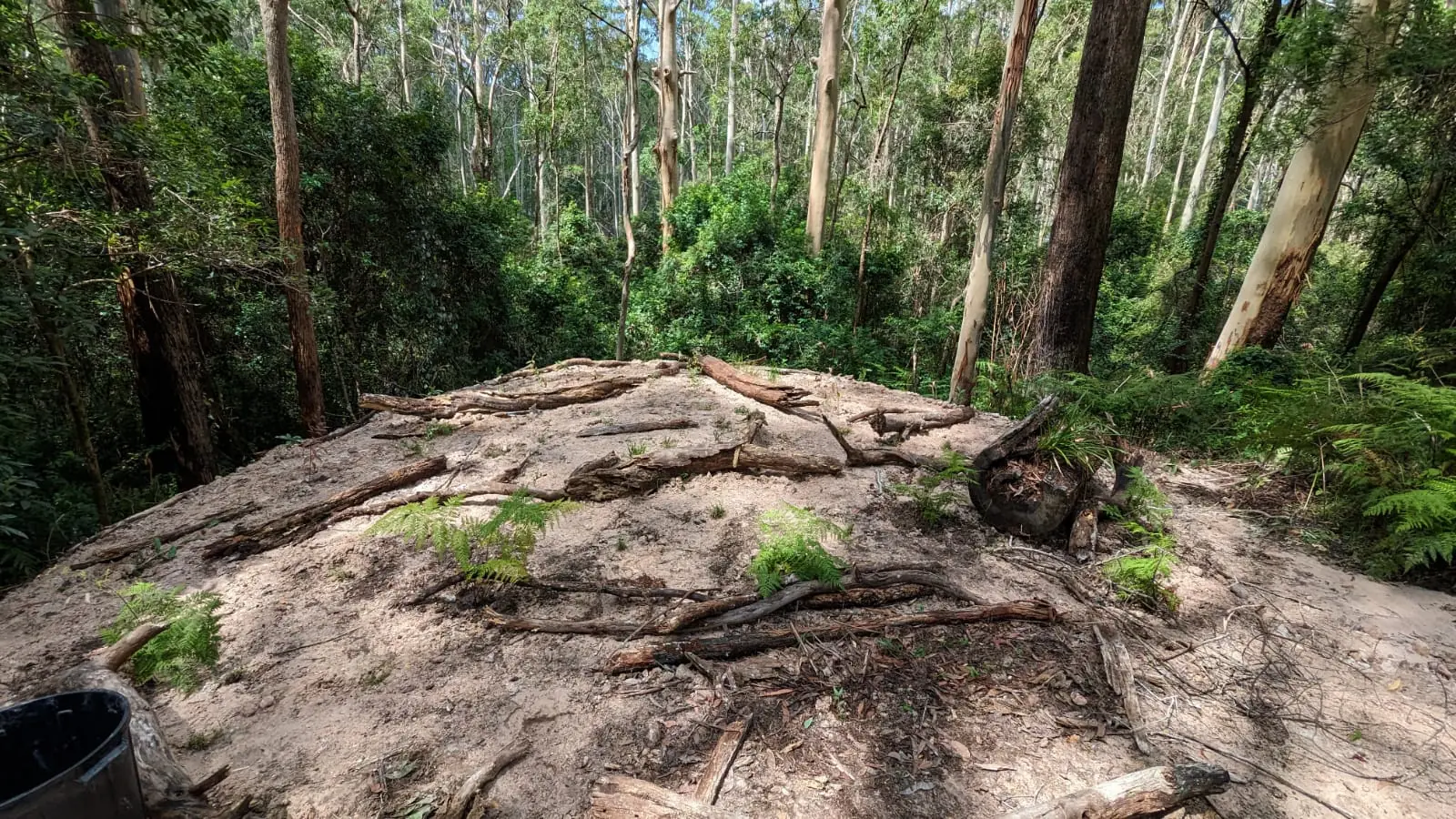 Bare patch in bush with plantings and logs scattered for regeneration and restoration of habitat.